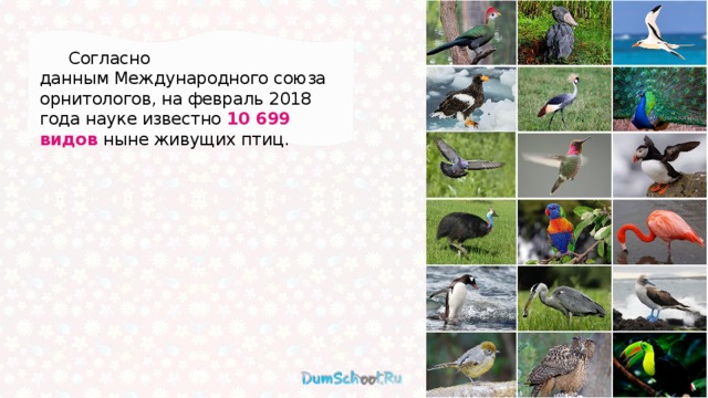  Согласно данным Международного союза орнитологов, на февраль 2018 года науке известно  10 699 видов ныне живущих птиц. 