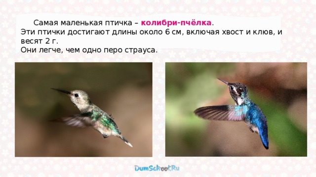  Самая маленькая птичка – колибри-пчёлка . Эти птички достигают длины около 6 см, включая хвост и клюв, и весят 2 г. Они легче, чем одно перо страуса.  
