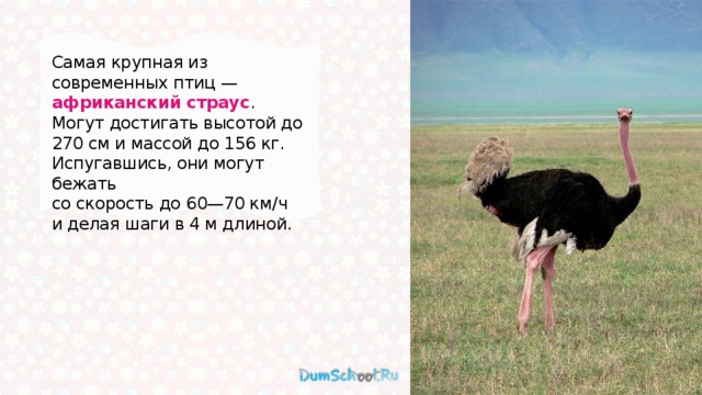 Самая крупная из современных птиц — африканский страус . Могут достигать высотой до 270 см и массой до 156 кг. Испугавшись, они могут бежать со скорость до 60—70 км/ч и делая шаги в 4 м длиной. 