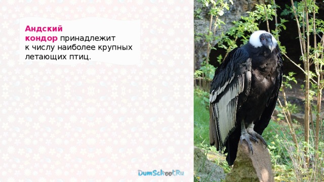 Андский кондор  принадлежит к числу наиболее крупных летающих птиц. 