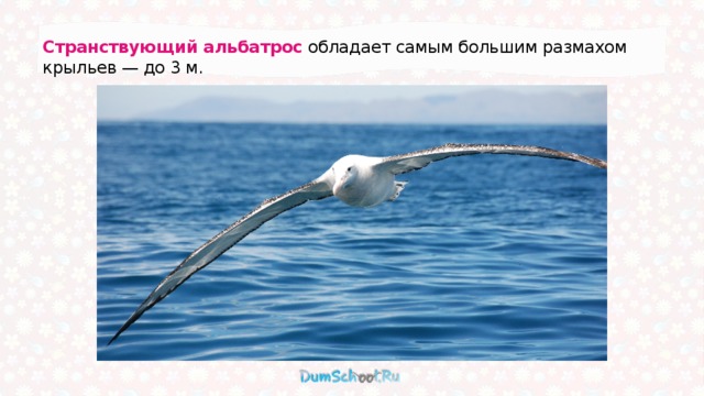Странствующий альбатрос обладает самым большим размахом крыльев — до 3 м. 
