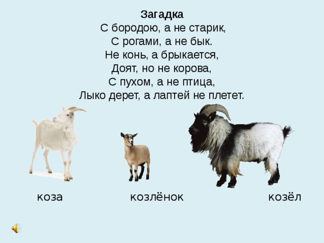 Загадка  С бородою, а не старик,  С рогами, а не бык.  Не конь, а брыкается,  Доят, но не корова,  С пухом, а не птица,  Лыко дерет, а лаптей не плетет.  коза козлёнок козёл 