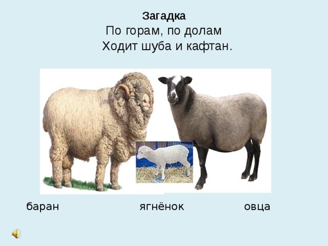 Загадка  По горам, по долам  Ходит шуба и кафтан.  баран ягнёнок овца 
