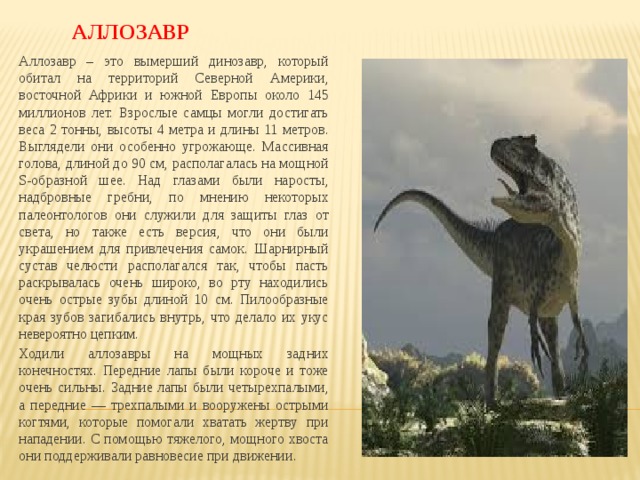 АЛЛОЗАВР Аллозавр – это вымерший динозавр, который обитал на территорий Северной Америки, восточной Африки и южной Европы около 145 миллионов лет. Взрослые самцы могли достигать веса 2 тонны, высоты 4 метра и длины 11 метров. Выглядели они особенно угрожающе. Массивная голова, длиной до 90 см, располагалась на мощной S-образной шее. Над глазами были наросты, надбровные гребни, по мнению некоторых палеонтологов они служили для защиты глаз от света, но также есть версия, что они были украшением для привлечения самок. Шарнирный сустав челюсти располагался так, чтобы пасть раскрывалась очень широко, во рту находились очень острые зубы длиной 10 см. Пилообразные края зубов загибались внутрь, что делало их укус невероятно цепким. Ходили аллозавры на мощных задних конечностях. Передние лапы были короче и тоже очень сильны. Задние лапы были четырехпалыми, а передние — трехпалыми и вооружены острыми когтями, которые помогали хватать жертву при нападении. С помощью тяжелого, мощного хвоста они поддерживали равновесие при движении. 