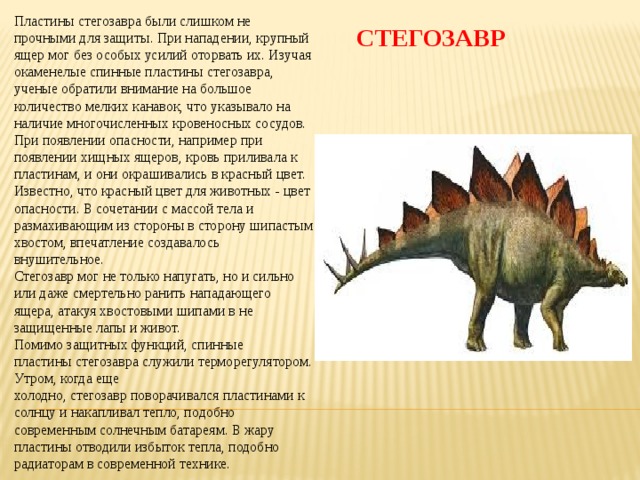 Пластины стегозавра были слишком не прочными для защиты. При нападении, крупный ящер мог без особых усилий оторвать их. Изучая окаменелые спинные пластины стегозавра, ученые обратили внимание на большое количество мелких канавок, что указывало на наличие многочисленных кровеносных сосудов. При появлении опасности, например при появлении хищных ящеров, кровь приливала к пластинам, и они окрашивались в красный цвет. Известно, что красный цвет для животных - цвет опасности. В сочетании с массой тела и размахивающим из стороны в сторону шипастым хвостом, впечатление создавалось внушительное.   Стегозавр мог не только напугать, но и сильно или даже смертельно ранить нападающего ящера, атакуя хвостовыми шипами в не защищенные лапы и живот.  Помимо защитных функций, спинные пластины стегозавра служили терморегулятором. Утром, когда еще холодно, стегозавр поворачивался пластинами к солнцу и накапливал тепло, подобно современным солнечным батареям. В жару пластины отводили избыток тепла, подобно радиаторам в современной технике.  СТЕГОЗАВР 