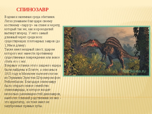 СПИНОЗАВР Водная и наземная среда обитания. Легко узнаваем благодаря своему костяному «парусу» на спине и черепу, который так же, как и крокодилий вытянут вперед. У него самый длинный череп среди всех существующих плотоядных завров (до 1,98м в длину).   Также имел мощный хвост, ударом которого мог нанести противнику существенные повреждения или вовсе сбить его с ног.   Впервые останки этого хищного ящера были найдены в Египте, а описаны в 1915 году в Мюнхене палеонтологом из Германии Эрнстом Штромером фон Рейхенбахом. Благодаря спинозавру было открыто новое семейство спинозавриды, в которое входят несколько разновидностей динозавров, наиболее близкий родственник из них - это ирритатор, он тоже имел не зазубренные прямые зубы.    - 