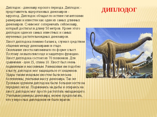 ДИПЛОДОГ Диплодок - динозавр юрского периода. Диплодок - представитель ящеротазовых динозавров - зауропод. Диплодок обладал по истине гигантскими размерами и известен как один из самых длинных динозавров. С ним мог соперничать сейсмозавр, который достигал в длину 50 метров. Кроме этого диплодок один из самых известных и самых изученных растительноядных динозавров. Хвост диплодока помимо баланса, служил средством общения между динозаврами в стаде.  Окончание хвоста напоминало по форме хлыст. Поэтому он выполнял еще и защитную функцию. Хвост диплодока состоял из 70 позвонков. Для сравнения - шея 15, спина 10. Хвост был очень подвижным и массивным. Размахивая им подобно хлысту, диплодок мог защищаться от хищников. Удары таким мощным хвостом были весьма болезненны, учитывая массу динозавра. Так же Грозным оружием диплодока были большие когти на передних ногах. Поднимаясь на дыбы и опираясь на хвост, диплодок мог просто растоптать нападающего.  Учитывая размеры динозавра, можно предполагать, что у взрослых диплодоков не было врагов.  