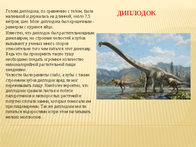 ДИПЛОДОК Голова диплодока, по сравнению с телом, была маленькой и держалась на длинной, около 7,5 метров, шее. Мозг диплодока был крошечным - размером с куриное яйцо. Известно, что диплодок был растительноядным динозавром, но строение челюстей и зубов вызывают у ученых много споров относительно того чем питался этот динозавр. Ведь что бы прокормить такую тушу необходимо поедать огромное количество низкокалорийной растительной пищи ежедневно.  Челюсти были развиты слабо, а зубы с таким строением зубов диплодок вряд ли мог пережевывать пищу. Наиболее вероятно, что диплодоки срывали листья и побеги папоротников и низкорослых растений и попутно глотали камни, которые помогали им при пищеварении. Так же диплодоки могли питаться водорослями и при этом заглатывать мелких моллюсков. 