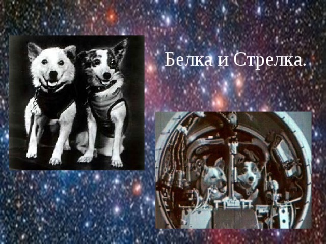 Белка и Стрелка. 
