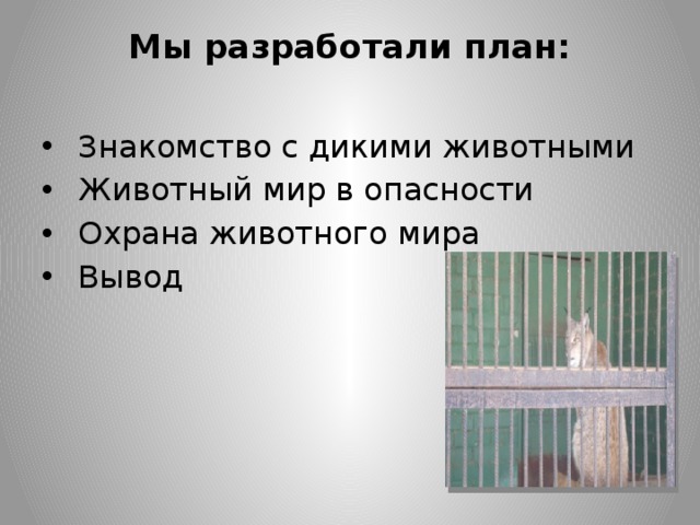 Мы разработали план:    Знакомство с дикими животными   Животный мир в опасности  Охрана животного мира    Вывод 