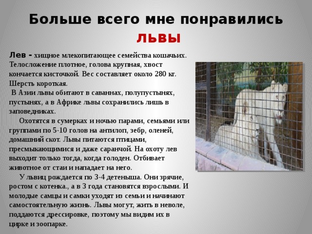  Больше всего мне понравились  львы   Лев -  хищное млекопитающее семейства кошачьих. Телосложение плотное, голова крупная, хвост кончается кисточкой. Вес составляет около 280 кг. Шерсть короткая.  В Азии львы обитают в саваннах, полупустынях, пустынях, а в Африке львы сохранились лишь в заповедниках.  Охотятся в сумерках и ночью парами, семьями или группами по 5-10 голов на антилоп, зебр, оленей, домашний скот. Львы питаются птицами, пресмыкающимися и даже саранчой. На охоту лев выходит только тогда, когда голоден. Отбивает животное от стаи и нападает на него.  У львиц рождается по 3-4 детеныша. Они зрячие, ростом с котенка., а в 3 года становятся взрослыми. И молодые самцы и самки уходят из семьи и начинают самостоятельную жизнь. Львы могут, жить в неволе, поддаются дрессировке, поэтому мы видим их в цирке и зоопарке. 