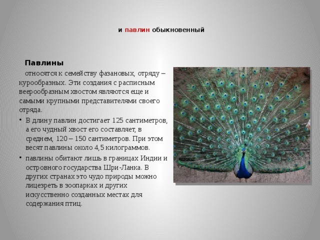   и павлин обыкновенный     Павлины   относятся к семейству фазановых, отряду – курообразных. Эти создания с расписным веерообразным хвостом являются еще и самыми крупными представителями своего отряда. В длину павлин достигает 125 сантиметров, а его чудный хвост его составляет, в среднем, 120 – 150 сантиметров. При этом весят павлины около 4,5 килограммов. павлины обитают лишь в границах Индии и островного государства Шри-Ланка. В других странах это чудо природы можно лицезреть в зоопарках и других искусственно созданных местах для содержания птиц. 
