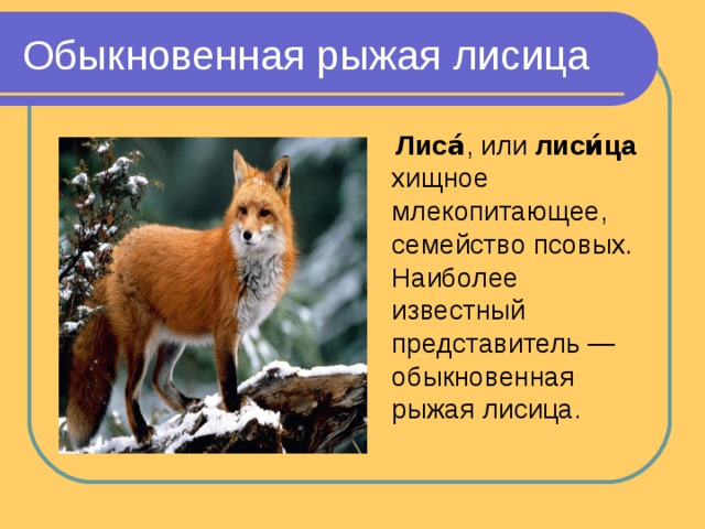Обыкновенная рыжая лисица  Лиса́ , или лиси́ца   хищное млекопитающее, семейство псовых. Наиболее известный представитель — обыкновенная рыжая лисица. 