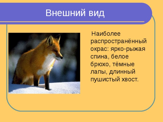 Внешний вид  Наиболее распространённый окрас: ярко-рыжая спина, белое брюхо, тёмные лапы, длинный пушистый хвост. 