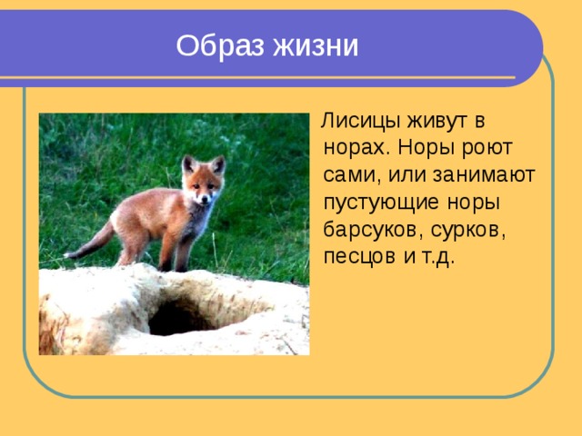  Образ жизни    Лисицы живут в норах. Норы роют сами, или занимают пустующие норы барсуков, сурков, песцов и т.д. 