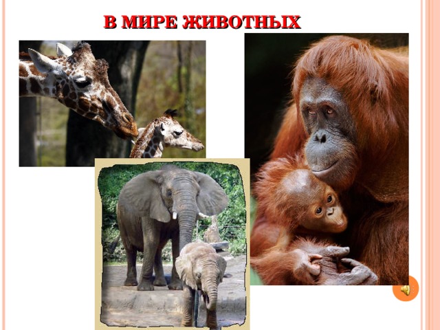 В МИРЕ ЖИВОТНЫХ 