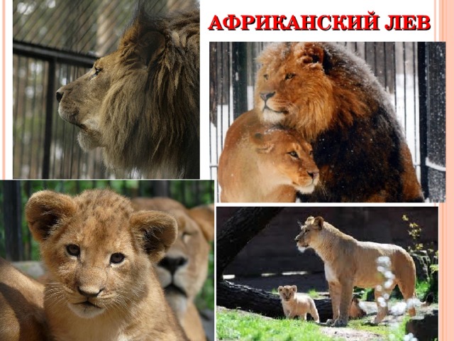АФРИКАНСКИЙ ЛЕВ 