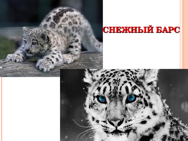 СНЕЖНЫЙ БАРС 