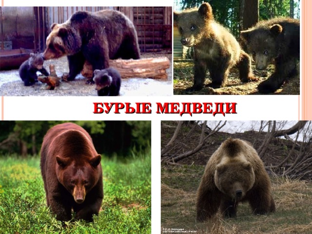 БУРЫЕ МЕДВЕДИ 