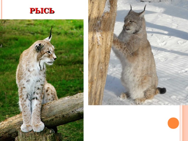РЫСЬ 