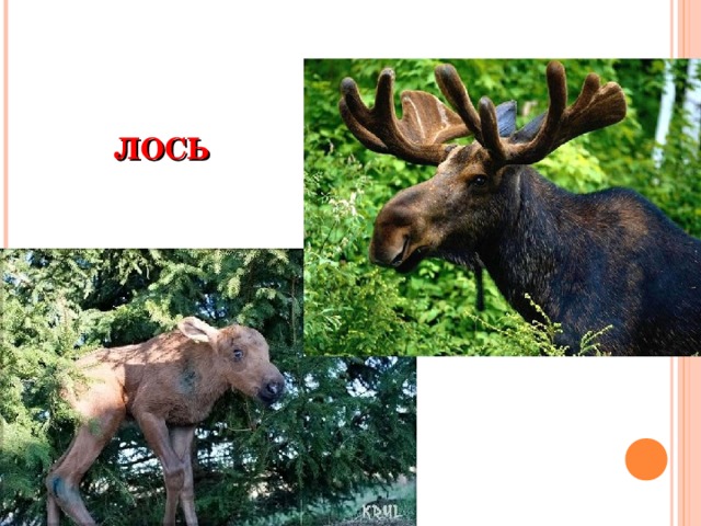 ЛОСЬ 