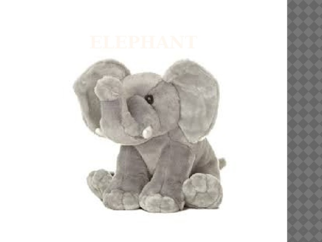 elephant 