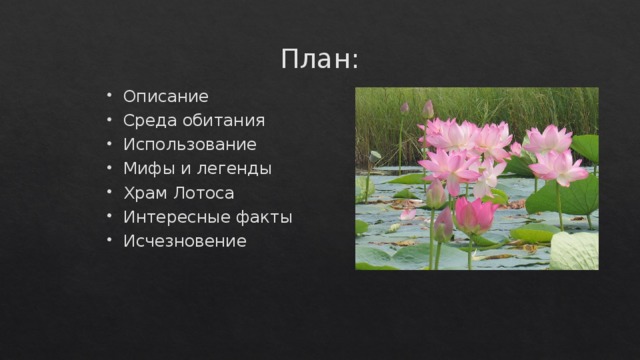 План: Описание Среда обитания Использование Мифы и легенды Храм Лотоса Интересные факты Исчезновение 