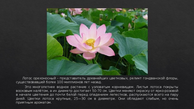  Лотос орехоносный – представитель древнейших цветковых, реликт гондванской флоры, существовавшей более 100 миллионов лет назад.  Это многолетнее водное растение с узловатым корневищем. Листья лотоса покрыты восковым налётом, а их диаметр достигает 50-70 см. Цветки меняют окраску от ярко-розовой в начале цветения до почти белой перед опадением лепестков, распускаются всего на пару дней. Цветки лотоса крупные, 25—30 см в диаметре. Они обладают слабым, но очень приятным ароматом. 