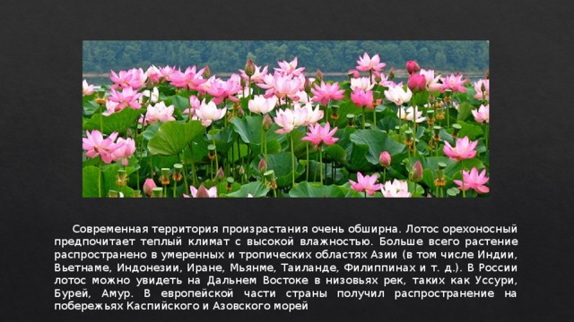  Современная территория произрастания очень обширна. Лотос орехоносный предпочитает теплый климат с высокой влажностью. Больше всего растение распространено в умеренных и тропических областях Азии (в том числе Индии, Вьетнаме, Индонезии, Иране, Мьянме, Таиланде, Филиппинах и т. д.). В России лотос можно увидеть на Дальнем Востоке в низовьях рек, таких как Уссури, Бурей, Амур. В европейской части страны получил распространение на побережьях Каспийского и Азовского морей 
