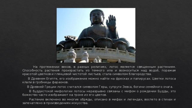  На протяжении веков, в разных религиях, лотос является священным растением. Способность растения произрастать из темного ила и возноситься над водой, поражая красотой цветков и глянцевой чистотой листьев, стала символом благородства.  В Древнем Египте, его изображение можно найти на фресках и папирусах. Цветки лотоса клали в гробницы фараонов.  В Древней Греции лотос считался символом Геры, супруги Зевса, богини семейного очага.  В буддистской мифологии лотосы неразрывно связаны с мифом о рождении Будды, это божество часто изображают на троне из его цветов.  Растение включено во многие обряды, описано в мифах и легендах, воспето в стихах и запечатлено в произведениях искусства. 