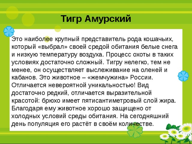 Тигр Амурский Это наиболее крупный представитель рода кошачьих, который «выбрал» своей средой обитания белые снега и низкую температуру воздуха. Процесс охоты в таких условиях достаточно сложный. Тигру нелегко, тем не менее, он осуществляет выслеживание на оленей и кабанов. Это животное – «жемчужина» России. Отличается невероятной уникальностью! Вид достаточно редкий, отличается выразительной красотой: брюхо имеет пятисантиметровый слой жира. Благодаря ему животное хорошо защищено от холодных условий среды обитания. На сегодняшний день популяция его растёт в своём количестве. 