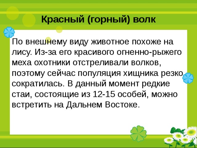 Красный (горный) волк По внешнему виду животное похоже на лису. Из-за его красивого огненно-рыжего меха охотники отстреливали волков, поэтому сейчас популяция хищника резко сократилась. В данный момент редкие стаи, состоящие из 12-15 особей, можно встретить на Дальнем Востоке. 