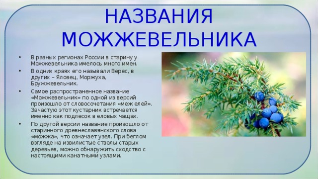 НАЗВАНИЯ МОЖЖЕВЕЛЬНИКА   В разных регионах России в старину у Можжевельника имелось много имен. В одних краях его называли Верес, в других – Яловец, Моржуха, Бружжевельник. Самое распространенное название «Можжевельник» по одной из версий произошло от словосочетания «меж елей». Зачастую этот кустарник встречается именно как подлесок в еловых чащах. По другой версии название произошло от старинного древнеславянского слова «можжа», что означает узел. При беглом взгляде на извилистые стволы старых деревьев, можно обнаружить сходство с настоящими канатными узлами.  