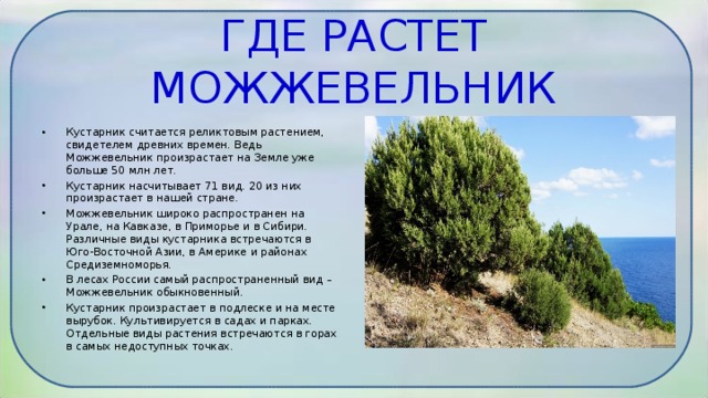 ГДЕ РАСТЕТ МОЖЖЕВЕЛЬНИК   Кустарник считается реликтовым растением, свидетелем древних времен. Ведь Можжевельник произрастает на Земле уже больше 50 млн лет. Кустарник насчитывает 71 вид. 20 из них произрастает в нашей стране. Можжевельник широко распространен на Урале, на Кавказе, в Приморье и в Сибири. Различные виды кустарника встречаются в Юго-Восточной Азии, в Америке и районах Средиземноморья. В лесах России самый распространенный вид – Можжевельник обыкновенный. Кустарник произрастает в подлеске и на месте вырубок. Культивируется в садах и парках. Отдельные виды растения встречаются в горах в самых недоступных точках.  