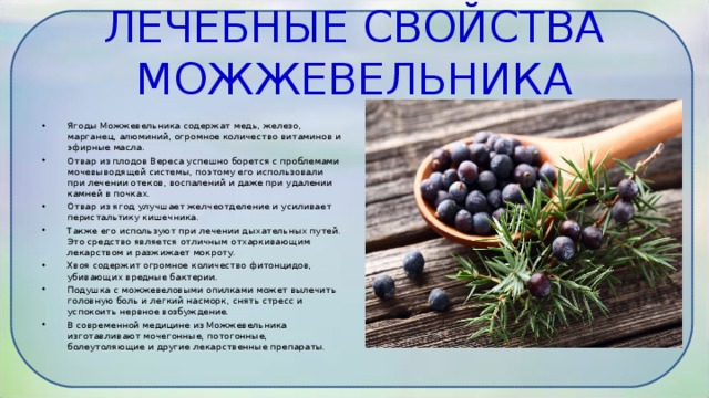 ЛЕЧЕБНЫЕ СВОЙСТВА МОЖЖЕВЕЛЬНИКА   Ягоды Можжевельника содержат медь, железо, марганец, алюминий, огромное количество витаминов и эфирные масла. Отвар из плодов Вереса успешно борется с проблемами мочевыводящей системы, поэтому его использовали при лечении отеков, воспалений и даже при удалении камней в почках. Отвар из ягод улучшает желчеотделение и усиливает перистальтику кишечника. Также его используют при лечении дыхательных путей. Это средство является отличным отхаркивающим лекарством и разжижает мокроту. Хвоя содержит огромное количество фитонцидов, убивающих вредные бактерии. Подушка с можжевеловыми опилками может вылечить головную боль и легкий насморк, снять стресс и успокоить нервное возбуждение. В современной медицине из Можжевельника изготавливают мочегонные, потогонные, болеутоляющие и другие лекарственные препараты.  