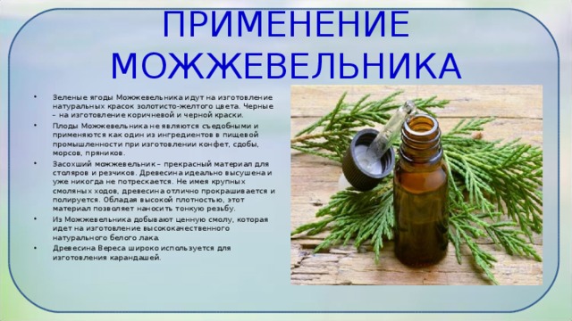 ПРИМЕНЕНИЕ МОЖЖЕВЕЛЬНИКА   Зеленые ягоды Можжевельника идут на изготовление натуральных красок золотисто-желтого цвета. Черные – на изготовление коричневой и черной краски. Плоды Можжевельника не являются съедобными и применяются как один из ингредиентов в пищевой промышленности при изготовлении конфет, сдобы, морсов, пряников. Засохший можжевельник – прекрасный материал для столяров и резчиков. Древесина идеально высушена и уже никогда не потрескается. Не имея крупных смоляных ходов, древесина отлично прокрашивается и полируется. Обладая высокой плотностью, этот материал позволяет наносить тонкую резьбу. Из Можжевельника добывают ценную смолу, которая идет на изготовление высококачественного натурального белого лака. Древесина Вереса широко используется для изготовления карандашей.   