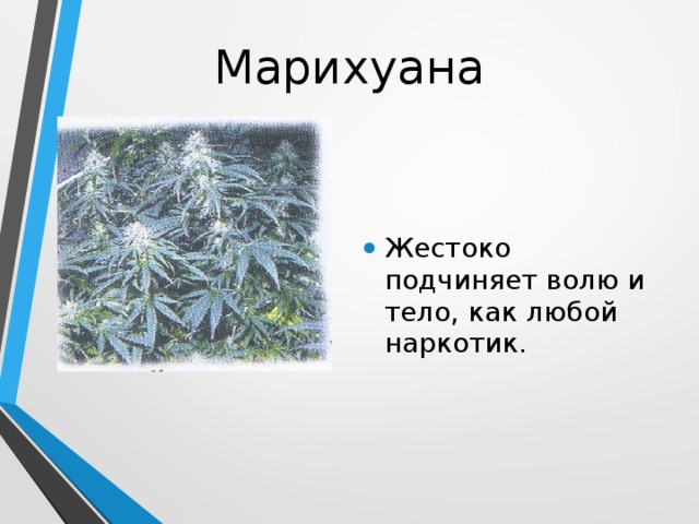 Марихуана Жестоко подчиняет волю и тело, как любой наркотик. 