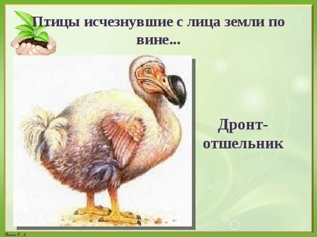 Птицы исчезнувшие с лица земли по вине... Дронт-отшельник 