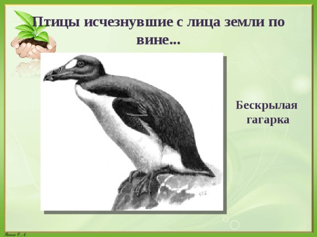 Птицы исчезнувшие с лица земли по вине... Бескрылая гагарка 