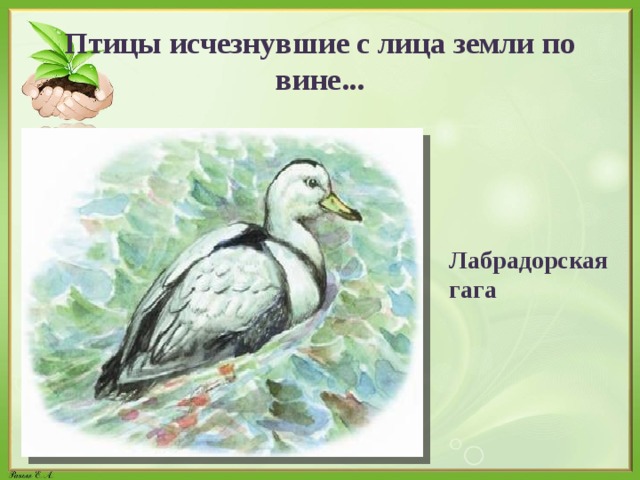 Птицы исчезнувшие с лица земли по вине... Лабрадорская гага 