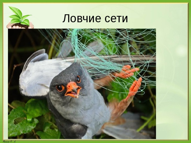 Ловчие сети 