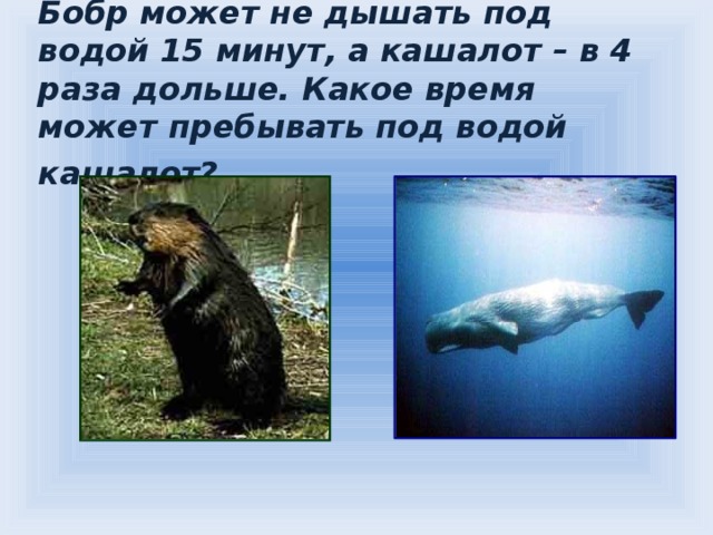 Бобр может не дышать под водой 15 минут, а кашалот – в 4 раза дольше. Какое время может пребывать под водой кашалот?  