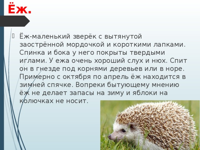 Ёж. Ёж-маленький зверёк с вытянутой заострённой мордочкой и короткими лапками. Спинка и бока у него покрыты твердыми иглами. У ежа очень хороший слух и нюх. Спит он в гнезде под корнями деревьев или в норе. Примерно с октября по апрель ёж находится в зимней спячке. Вопреки бытующему мнению ёж не делает запасы на зиму и яблоки на колючках не носит. 