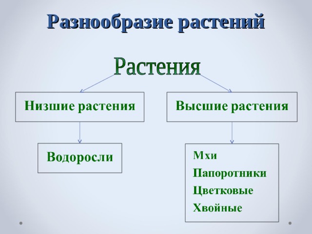 Разнообразие растений 