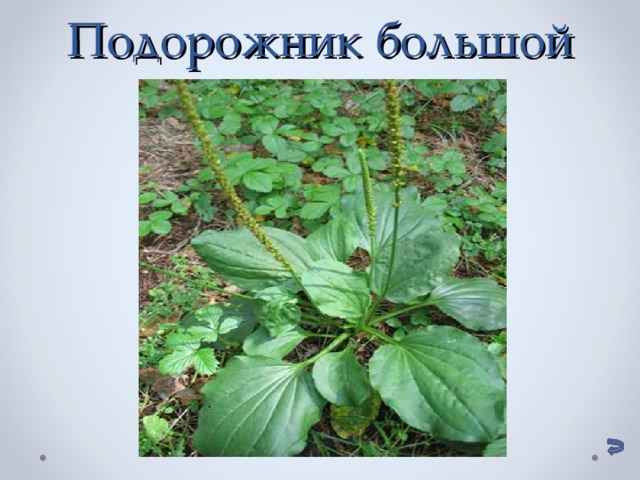 Подорожник большой 