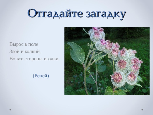   Отгадайте загадку   Вырос в поле Злой и колкий, Во все стороны иголки. 