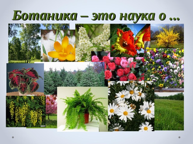 Ботаника – это наука о ... 