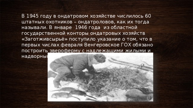 В 1945 году в ондатровом хозяйстве числилось 60 штатных охотников – ондатроловов, как их тогда называли. В январе 1946 года из областной государственной конторы ондатровых хозяйств «Заготживсырьё» поступило указание о том, что в первых числах февраля Венгеровское ГОХ обязано построить звероферму с надлежащими жилыми и надворными постройками. 