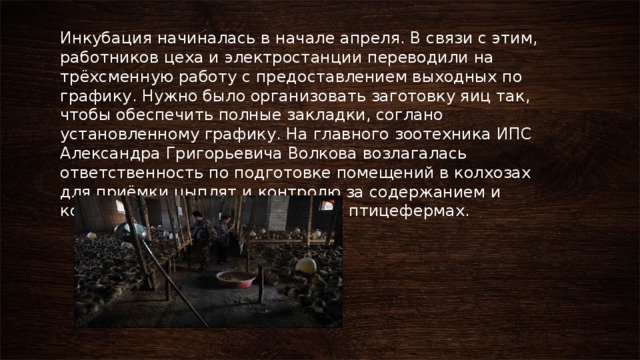 Инкубация начиналась в начале апреля. В связи с этим, работников цеха и электростанции переводили на трёхсменную работу с предоставлением выходных по графику. Нужно было организовать заготовку яиц так, чтобы обеспечить полные закладки, соглано установленному графику. На главного зоотехника ИПС Александра Григорьевича Волкова возлагалась ответственность по подготовке помещений в колхозах для приёмки цыплят и контролю за содержанием и кормлением птицы на колхозных птицефермах. 