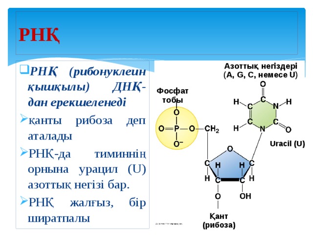 РНҚ Азоттық негіздері  (A, G, C, немесе U) РНҚ (рибонуклеин қышқылы) ДНҚ-дан ерекшеленеді қанты рибоза деп аталады РНҚ-да тиминнің орнына урацил (U) азоттық негізі бар. РНҚ жалғыз, бір ширатпалы Фосфат тобы Uracil (U) Қант  (рибоза) 